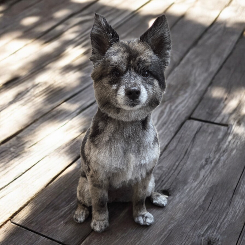 Dazzling Doggies Grooming Salon